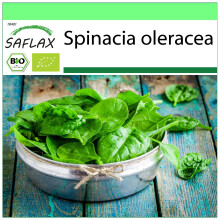 SAFLAX Garden to go - BIO - Spinaci - Gigante d'inverno - 250 semi - Spinacia