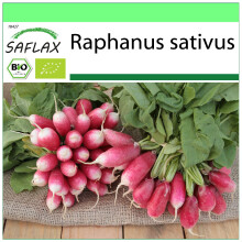 SAFLAX Garden to go - BIO - Ravanello - French Breakfast - 150 semi - Raphanus