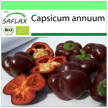 SAFLAX Garden to go - BIO - Peperone - Sweet Chocolate - 10 semi - Capsicum