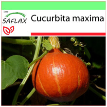 SAFLAX Garden to go - Kürbis - Japan Hokkaido - Cucurbita - 10 Samen