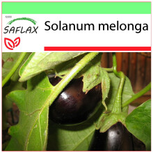 SAFLAX Garden to go - Melanzana - 20 semi - Solanum