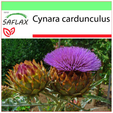 SAFLAX Garden to go - Cardo - 50 semi - Cynara