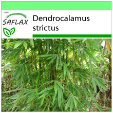 SAFLAX - Garden to go - Calcutta Bamboo - 50 seeds - With pot, climate lid and growing substrate - Dendrocalamus strictus