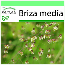 SAFLAX Garden to go - Herzzittergras - Briza - 75 Samen