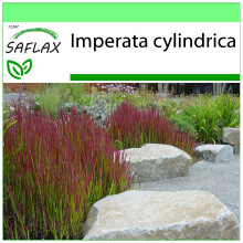 SAFLAX - Garden to go - Cogongrass - 50 seeds - With pot, climate lid and growing substrate - Imperata cylindrica