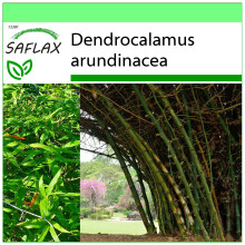 SAFLAX Garden to go - Bambú de interior - 50 semillas - Dendrocalamus