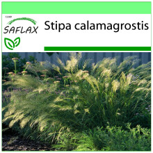 SAFLAX Garden to go - Kamelhaargras - Stipa - 50 Samen