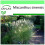 SAFLAX Garden to go - Chinaschilf - Miscanthus - 200 Samen 1