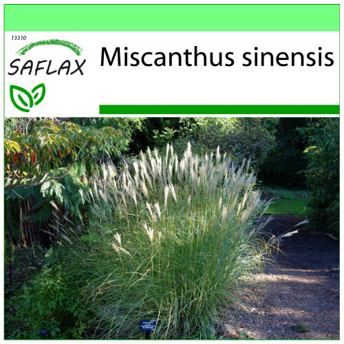 SAFLAX Garden to go - Chinaschilf - Miscanthus - 200 Samen