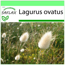 SAFLAX Garden to go - Hasenschwanzgras - Lagurus - 100 Samen
