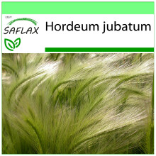 SAFLAX Garden to go - Mähnengerste - Hordeum - 70 Samen