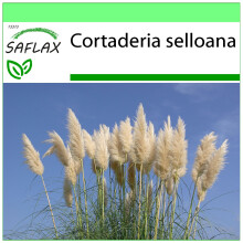 SAFLAX Garden to go - Pampasgras - Cortaderia - 200 Samen