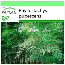 SAFLAX - Garden to go - Moso Bamboo - 20 seeds - With pot, climate lid and growing substrate - Phyllostachys pubescens