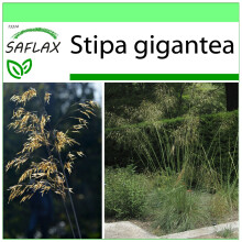SAFLAX - Garden to go - Giant Feather Grass - 10 seeds - With pot, climate lid and growing substrate - Stipa gigantea