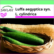 SAFLAX Garden to go - Cetriolo spugna di Luffa - 10 semi - Luffa