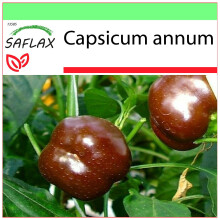 SAFLAX Garden to go - Peperoncino Sweet Chocolate - 10 semi - Capsicum