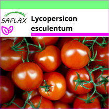 SAFLAX Garden to go - Pomodoro messicano al miele - 10 semi - Lycopersicon
