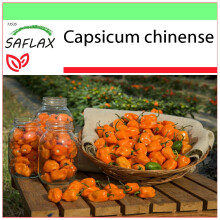 SAFLAX Garden to go - Peperoncino Habanero giallo - 10 semi - Capsicum