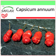SAFLAX - Garden to go - Chili - Peter Peppers Penis Chili - 10 seeds - With pot, climate lid and growing substrate - Capsicum annuum