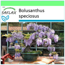 SAFLAX - Garden to go - Glycine arbre - 15 graines - Avec pot, couvercle climatique et substrat de culture - Bolusanthus speciosus