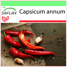 SAFLAX Garden to go - Peperoncino di Cayenna - 20 semi - Capsicum