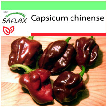 SAFLAX Garden to go - Chile habanero chocolate - 10 semillas - Capsicum