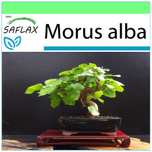 SAFLAX Garden to go - Morera blanca - 200 semillas - Morus