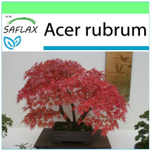 SAFLAX Garden to go - Arce rojo - 20 semillas - Acer