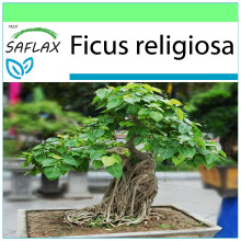 SAFLAX - Garden to go - Bonsai - Peepul Tree / Sacred Fig - 100 seeds - With pot, climate lid and growing substrate - Ficus religiosa
