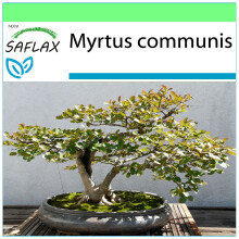 SAFLAX Garden to go - Mirto - 30 semillas - Myrtus