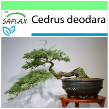 SAFLAX Garden to go - Cedro del Himalaya - 35 semillas - Cedrus