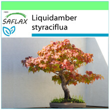 SAFLAX Garden to go - Árbol del ámbar - 100 semillas - Liquidamber