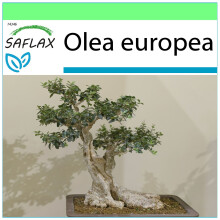 SAFLAX - Garden to go - Bonsai - Common Olive - 20 seeds - With pot, climate lid and growing substrate - Olea europea