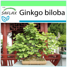 SAFLAX Garden to go - Ginkgo - 4 semillas - Ginkgo