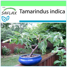 SAFLAX Garden to go - Tamarindo - 4 semillas - Tamarindus