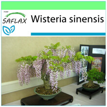 SAFLAX Garden to go - Glicinia - 4 semillas - Wisteria