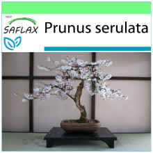 SAFLAX Garden to go - Cerezo japonés - 30 semillas - Prunus