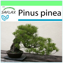 SAFLAX - Garden to go - Pin parasol - 6 graines - Avec pot, couvercle climatique et substrat de culture - Pinus pinea
