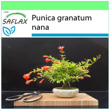 SAFLAX Garden to go - Granado enano - 50 semillas - Punica