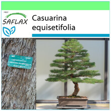 SAFLAX Garden to go - Pino australiano - 200 semillas - Casuarina