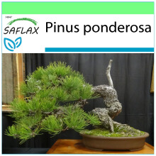 SAFLAX - Garden to go - Bonsai - Ponderosa Pine - 20 seeds - With pot, climate lid and growing substrate - Pinus ponderosa