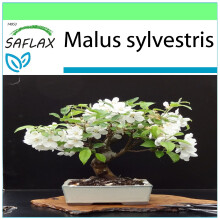 SAFLAX Garden to go - Manzano silvestre - 30 semillas - Malus