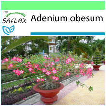 SAFLAX Garden to go - Rosa del desierto - 8 semillas - Adenium