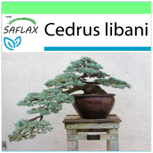 SAFLAX Garden to go - Cedro del Líbano - 20 semillas - Cedrus