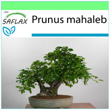 SAFLAX Garden to go - Cerecino - 30 semillas - Prunus