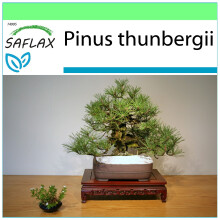 SAFLAX - Garden to go - Pin noir du Japon - 30 graines - Avec pot, couvercle climatique et substrat de culture - Pinus thunbergii