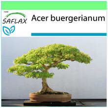 SAFLAX - Garden to go - Erable trident - 30 graines - Avec pot, couvercle climatique et substrat de culture - Acer buergerianum