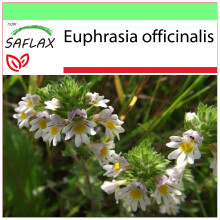 SAFLAX Garden to go - Eufrasia - 200 semillas - Euphrasia