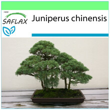 SAFLAX Garden to go - Enebro de la China - 30 semillas - Juniperus