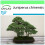 SAFLAX Garden to go - Wacholder - Juniperus - 30 Samen 1